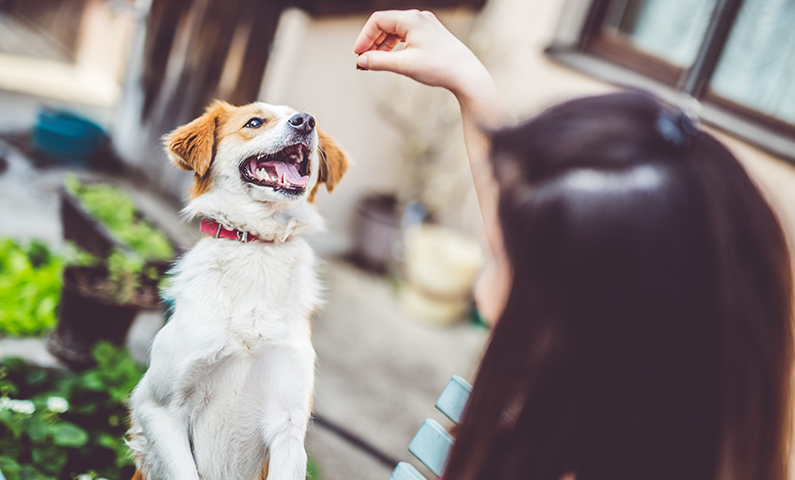 The Impact and Benefits of Vet-Approved Cannabis Products in Animal Care
