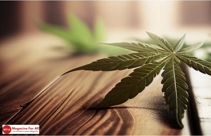 The Role of Cannabis in Managing Epileptic Seizures: A Closer Look