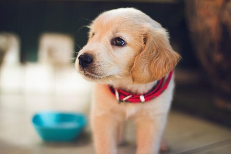 Pet First Aid and CPR Techniques